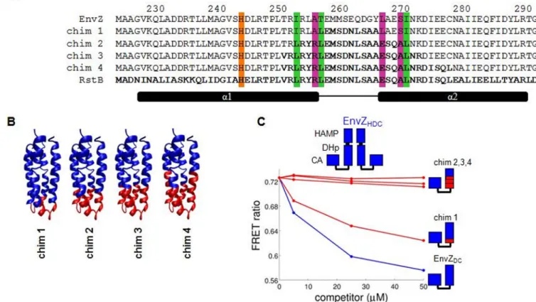 Figure 4. EnvZ-RstB Chimeric Proteins Isolate Dimerization Specificity to the DHp Domain Base