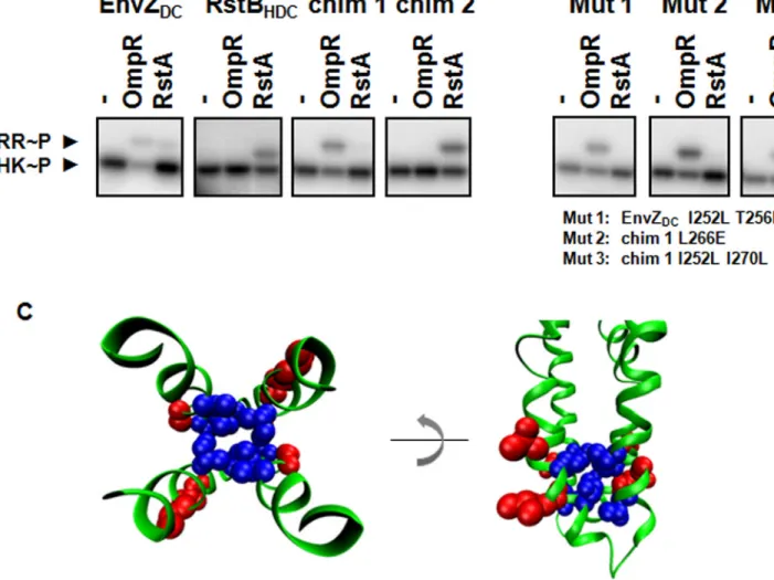 Figure 5. Phosphotransfer Specificity for Dimerization Specificity Switch Mutants Each kinase (HK) was autophosphorylated with radiolabeled ATP and either incubated alone (−) or assayed for phosphotransfer to a response regulator (RR).