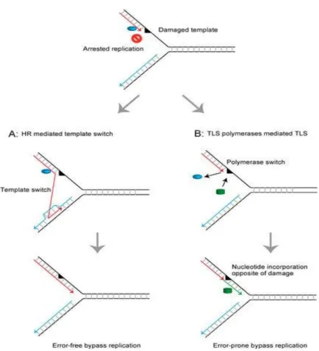 Figure 6. Schematic representation of the  mechanisms  restoring  the arrested replication fork at  the damaged DNA template