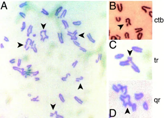 Figure  15.  Structural  chromosomal  aberrations  in  metaphase  spreads  from  murine  embryonic  fi- fi-broblasts homozygous for a targeted truncation in Brca2