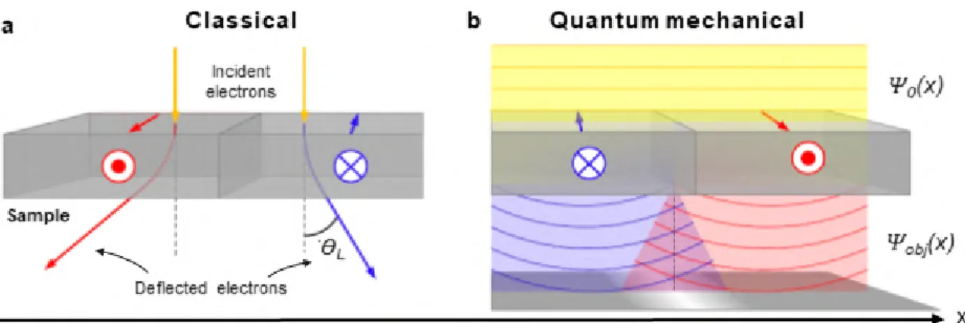 Figure 3.3: Illustration of the electron beam deflection ( a ) due to the Lorentz force and ( b ) from a quantum mechanical description, leading to an overlap of the two beams coming from different domains leading to interference fringes