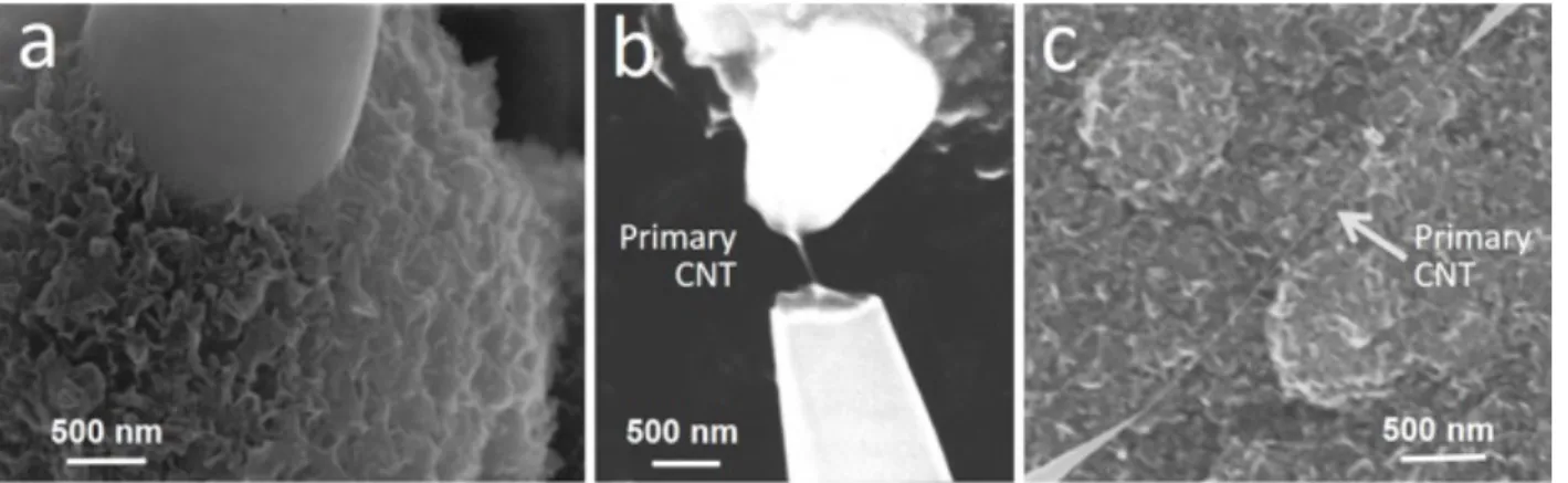 Figure 4: Scanning electron microscopy image of cone-related sub-morphologies. (a) The bead (rough surface) cone  (smooth surface) interface showing that the former overlaps the latter