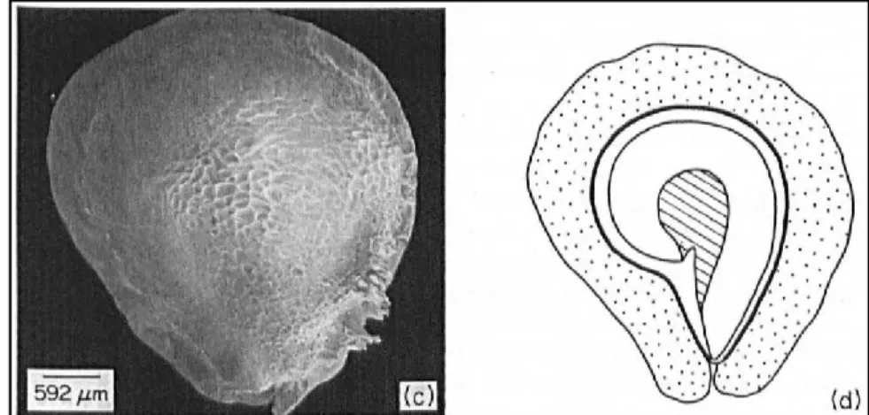 Figure I-2 : Photographie au microscope électronique à balayage (c) et dessin de coupe longitudinale  (d) de graine de cactacées Tephrocactus ecoriensis