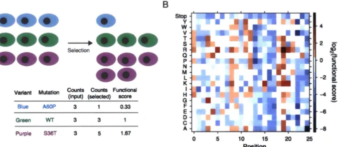 Figure  1.1.  Deep mutational scanning provides a metric of function for mutations to all 20  amino acids at each protein position
