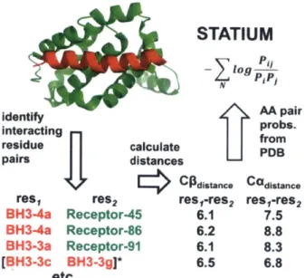 Figure  1.2.  How  a STATIUM  model  is  built for a protein:peptide  complex  structure