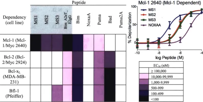 Figure 2.5.  Heat  map  of the EC 50  values  (peptde concentration  in nM)  for mitochondrial depolarization  induced by  engineered  and native  BH3 peptides  in four cell lines