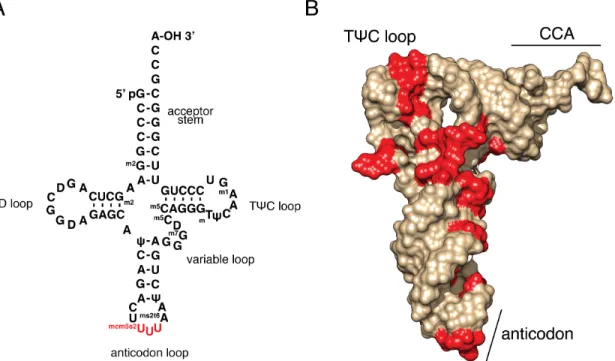 Figure 1.3: All tRNAs maintain a common structure, but are differentiated by  multiple post-transcriptional modifications