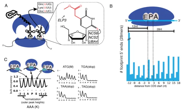Figure 2.1: Method for bulk analysis of codon occupancy in MSUM strains. 