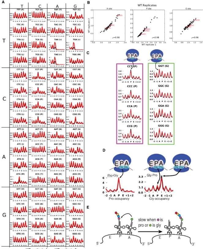 Figure 2.2: Metacodon plots provide information on translation kinetics at the  codon level