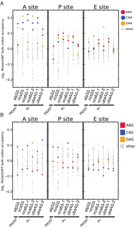 Figure 2.4: Genetic ablation of mcm 5  or s 2  leads to ribosome accumulation at  specific codons