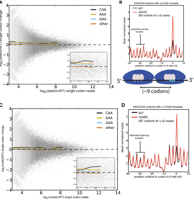 Figure 2.6: Single codon occupancy changes may be insufficient to affect protein  output