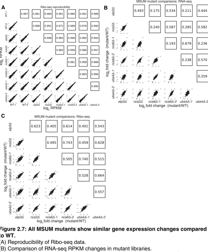 Figure 2.7: All MSUM mutants show similar gene expression changes compared  to WT. 