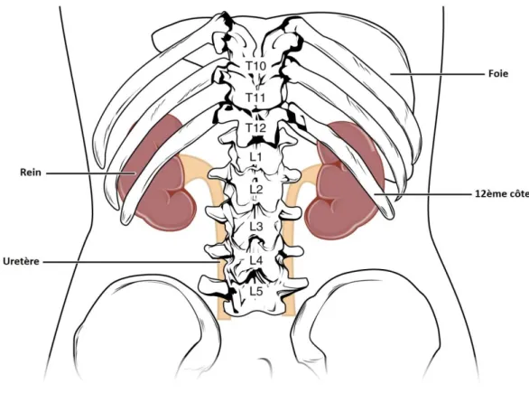 Figure 1- Position des reins dans l'abdomen, vue postérieure. Source : BCcampus-OpenEd