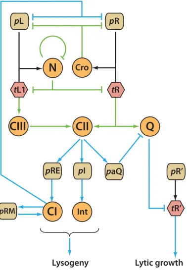 Figure 1-2: Timing of lambda gene expression during infection. The color of arrows and bars indicate the stage of lambda infection at which the interaction is particularly signiﬁcant: black corresponds to the immediate early stage; green, delayed early sta