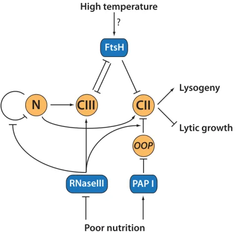 Figure 1-4: Host inﬂuences on phage lambda regulators of the lysis-lysogeny decision. Arrows indicate positive interactions, bars indicate negative interactions.