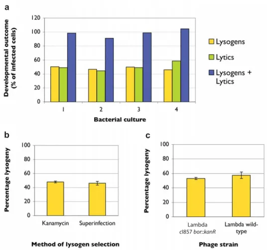 Figure 2-2: Genetically identical cells, each infected with a single phage, can produce distinct developmental outcomes