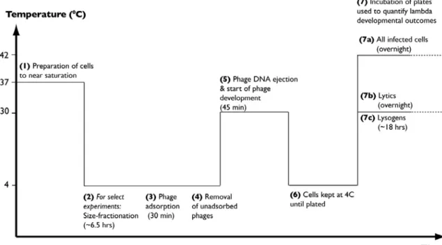 Figure 2-3: Macroscopic plate tests to quantify developmental outcome of lambda infected cells, sketch of experimental procedure