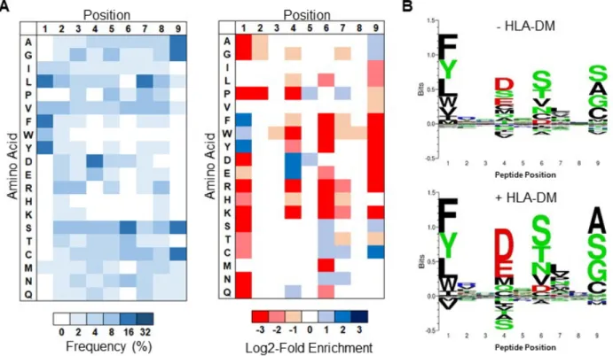 Figure 2.4. HLA-DM addition increases the stringency of library selection. A) Unweighted heat maps of  the  positional  percent  frequency  and  log2-fold  enrichment  of  each  amino  acid  in  round  5  of  selection  without  the  addition  of  HLA-DM  