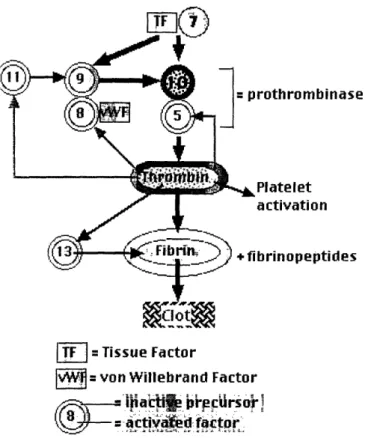 Figure 1: Clotting and Coagulation Cascade