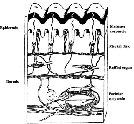 Figure 2-2:  Cross-sectional  view  of  fingertip  skin,  showing  papillary ridges  and the  embedded  receptors  (Darian-Smith,  1984).