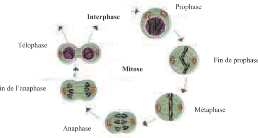 Figure 8 Représentation des différentes étapes de la mitose  64 