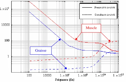 Figure I.20 : Permittivité et conductivité du muscle et de la graisse. 