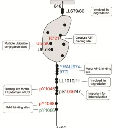 Figure 42 : Représentation des motifs impliqués dans l’endocytose du récepteur EGFR. (Extrait de Sorkin, Exp  Cell Res, 2009) (132)