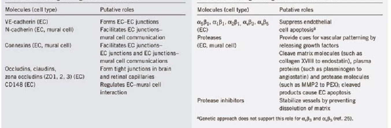 Tableau  4 :  Les  différentes  molécules  impliquées  dans  la  maturation  des  vaisseaux  et  intervenant  dans  les  interactions  cellule-cellule  (à  gauche)  ou  cellule-matrice  (à  droite)