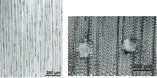 Fig. 2.5a,b Liquid full hydro-thermolysed treated Scots pine (tangential and cross section), damaged   parenchyma ray cells (a) and epithelial cells of resin canals (b)