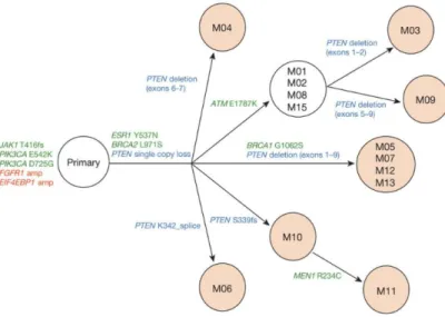 Figure 2-2: Clonal convergence on PTEN loss as a mechanism of resistance in ER+