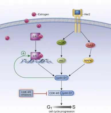 Figure 3-1: CDK4/6 Inhibitors and the Estrogen Pathway [8]