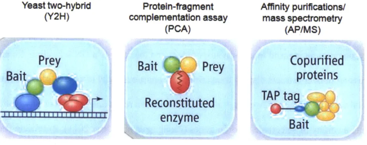 Figure  1.1.  Proteome-wide  methods for measuring  protein-protein  interactions.  Modified from (Jensen  and Bork