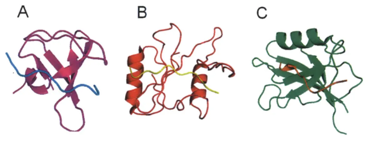 Figure  1.2.  Structures  of peptide-binding  domains  in complex with peptides. A)  SH3  domain (PDB:  lABO)