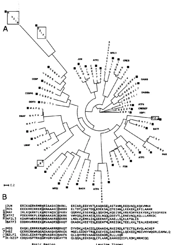 Figure  2.1.  Sequence properties  of human and  viral bZIPs.  (A)  A phylogenetic  tree was inferred by  neighbor-joining  using only the  leucine-zipper  region  of each of the  53  human bZIPs and  the 4 viral  bZIPs