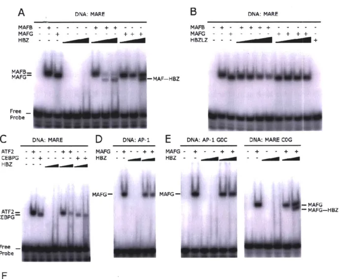 Figure 2.4.  Binding  of HBZ and  human bZIPs to  specific  DNA  sites assessed by gel-shifts.