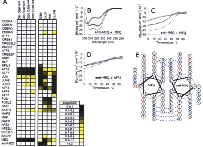 Figure  2.6.  Anti-MEQ  binds MEQ  with high affinity  and  specificity.  (A)  Designed  peptide anti- anti-MEQ  characterized  using  coiled-coil  arrays