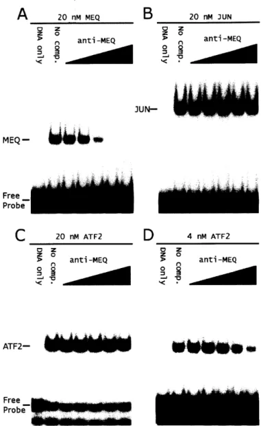Figure 2.7.  Anti-MEQ  prevents MEQ  from binding  DNA.  Competition gel-shifts  with a constant amount of the indicated protein bound  to DNA were  titrated with increasing  amounts of  anti-MEQ