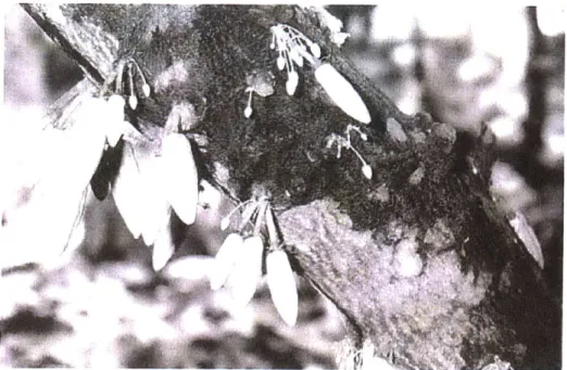 Figure  8: Cacao  pods while  still attached  to the tree.  These  are cut from the tree with a machete before being  opened  and the cocoa  beans removed  (Urquhart  1966).