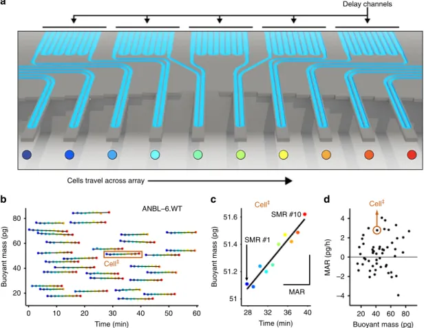 Fig. 1 MAR measurements characterize heterogeneity in cell growth across human MM cell lines