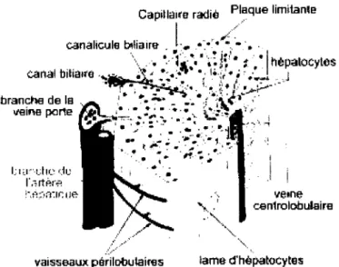 FIGURE 1.1  : Organisation d'un lobule hépatique. (Vacheret, 1999) 