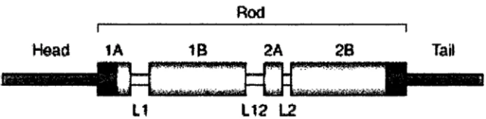 FIGURE 1.3  : Schéma de la structure primaire d'un monomère de FIs. 