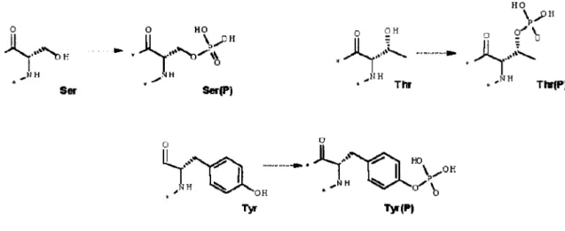 FIGURE  2.1  :  Structure  des  résidus  sérine,  tyrosine  et thréonine  non-phosphorylés  et  phosphorylés