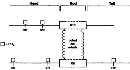 FIGURE 2.2:  Sites de phosphorylation identifiés  (Omary  et  al.,  1998) 