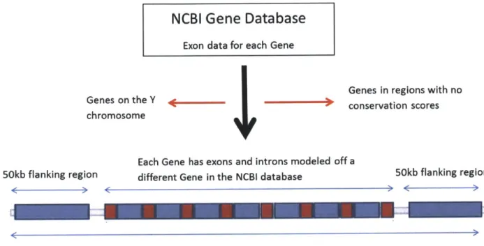 Figure  3-2:  A  flow  chart  of how the genes  were chosen.  Exon data for  each gene  was gathered from the  NCBI  gene  database