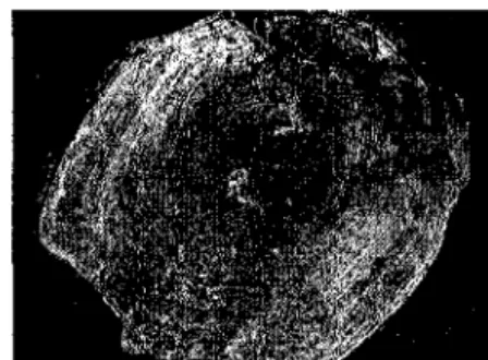 FIG.  2.3 - Écaille  de  remplacement 