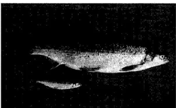 FIG.  3.2 - Morphes de  corégone  à  maturité 