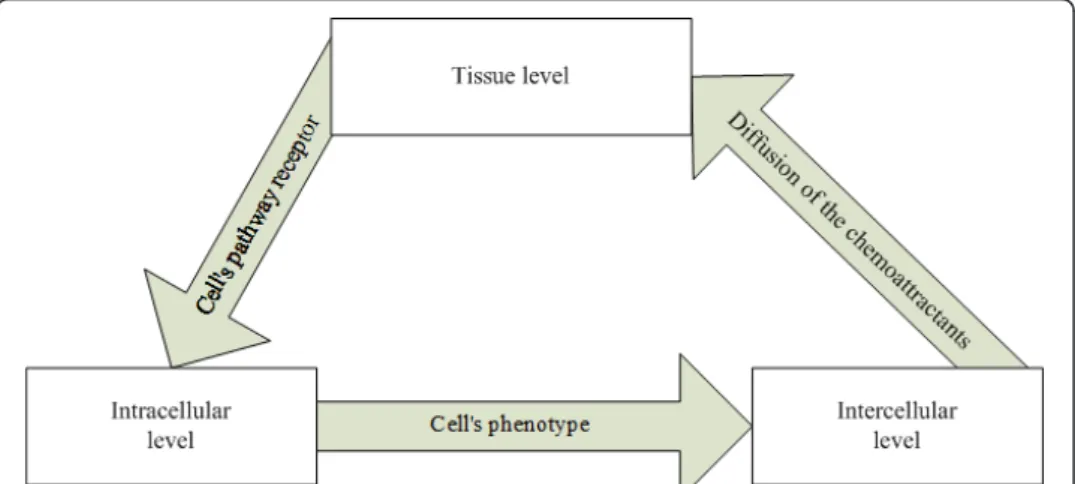 Figure 1 Multiscale model of GBM growth.