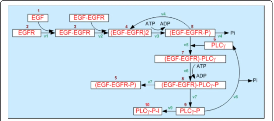 Figure 2 Intracellular EGFR molecular pathway.