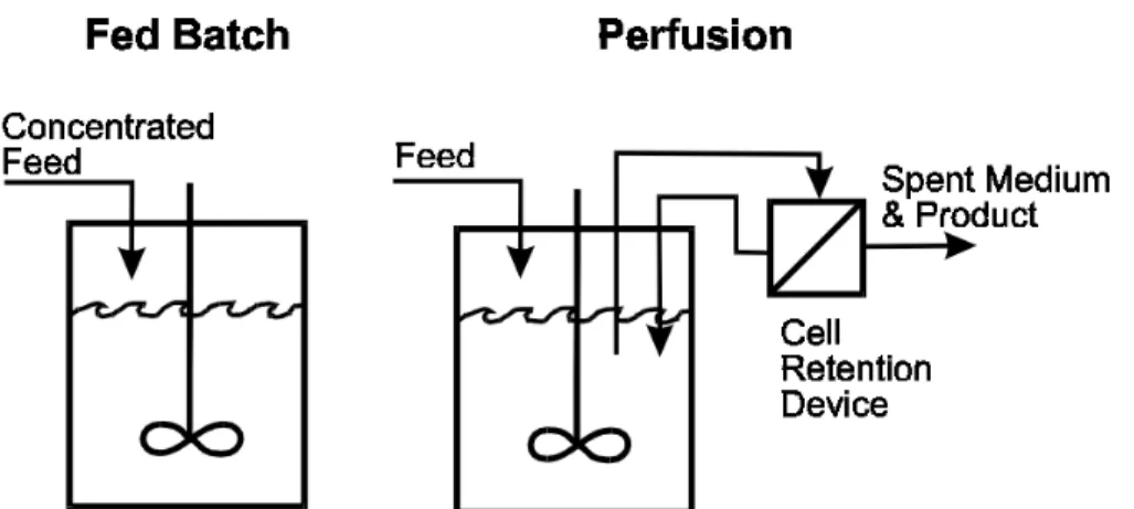 Figure 2-2. Fed-Batch vs. Perfusion Culture. Fed-batch and perfusion are two widely used culture  processes