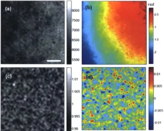 Figure  2.3  (a),  (b)  Amplitude  and  phase,  respectively,  of  the  raw  interferograms  in  absence  of  any  sample